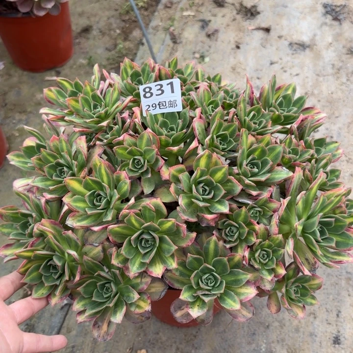 星灿……多肉植物……