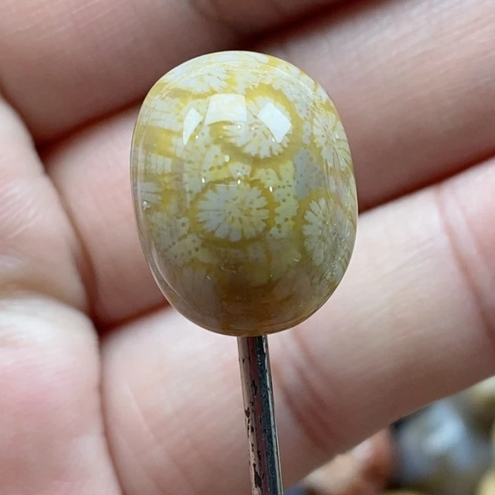 颈饰未镶嵌硅化珊瑚（珊瑚玉）小