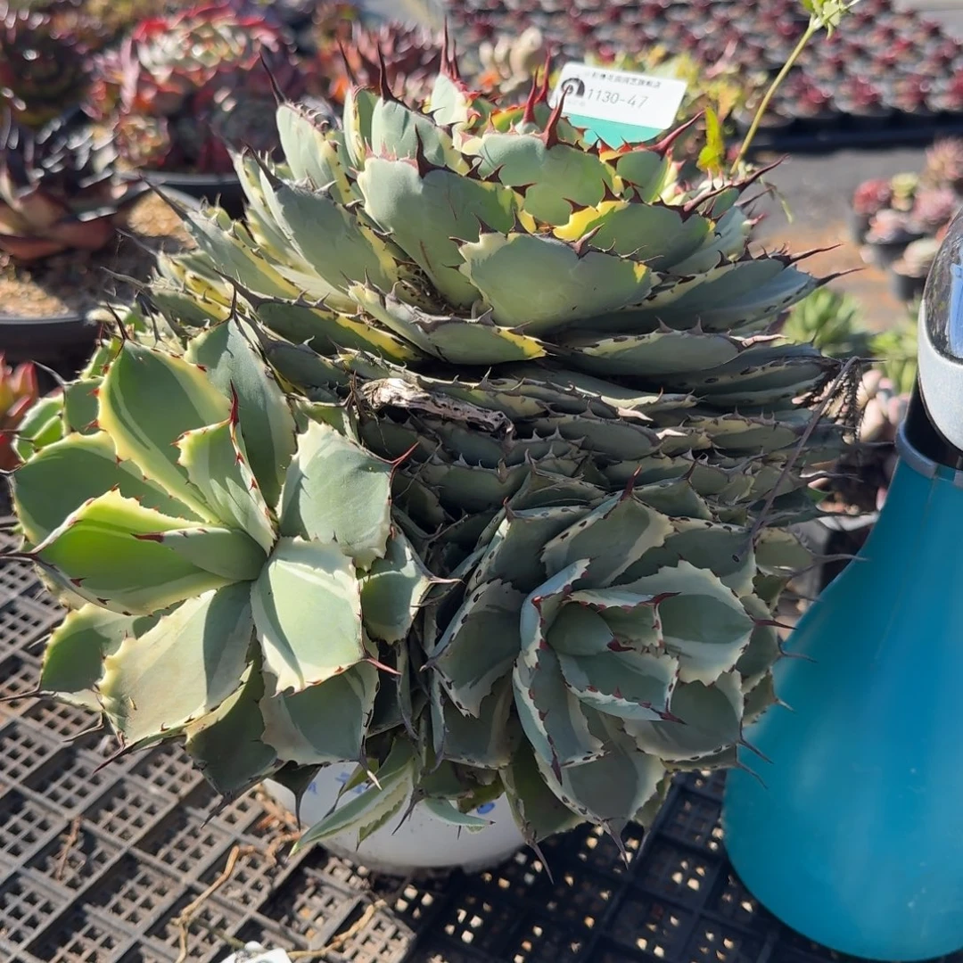 从前慢多肉精选编号1130.47