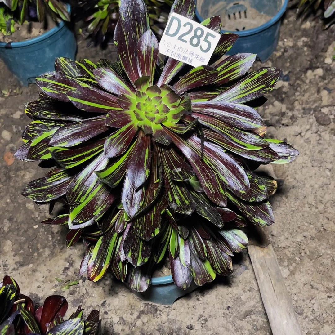 法师法师32-43包邮法师