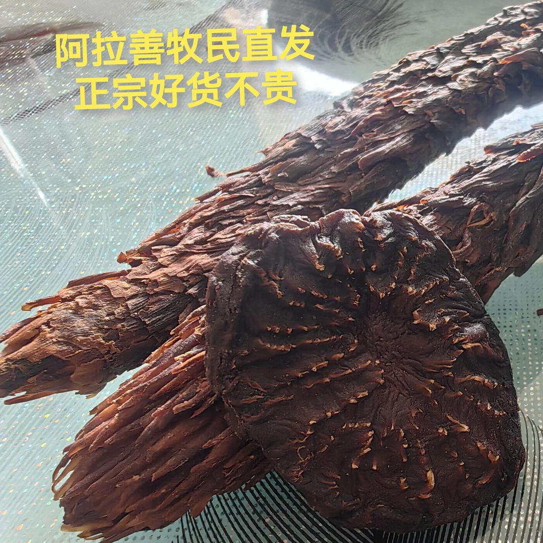 正宗内蒙古阿拉善沙漠人参油肉片产地发货泡酒泡煮水熬粥煲汤炖肉