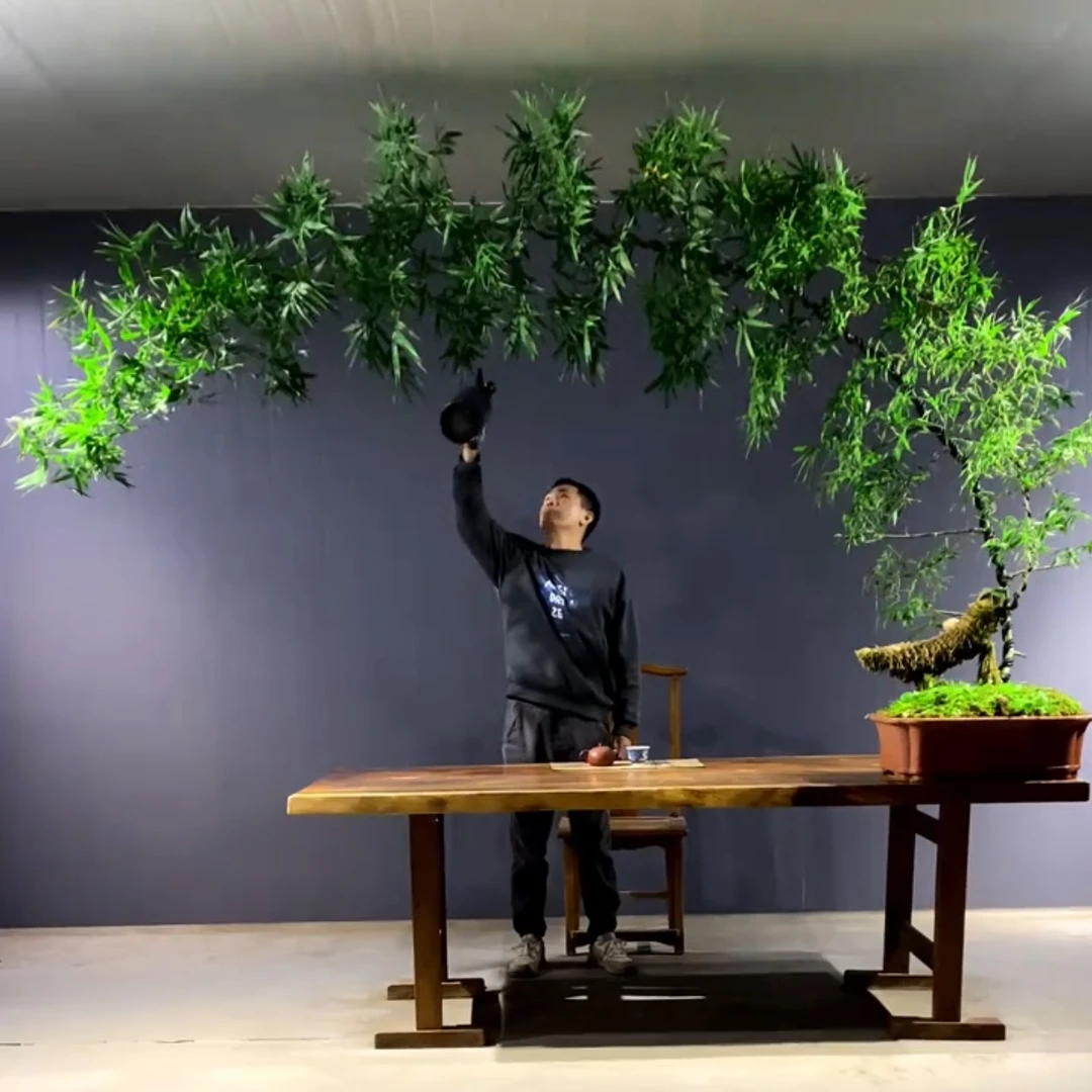 高货怪桩定制小叶勒竹高档盆景置身竹林意境茶室好养易活美观耐阴