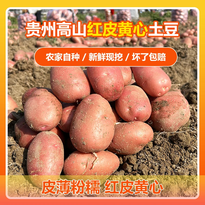 贵州红皮黄心老品种土豆高山种植粉糯香甜5/9斤新鲜现挖洋芋蔬菜