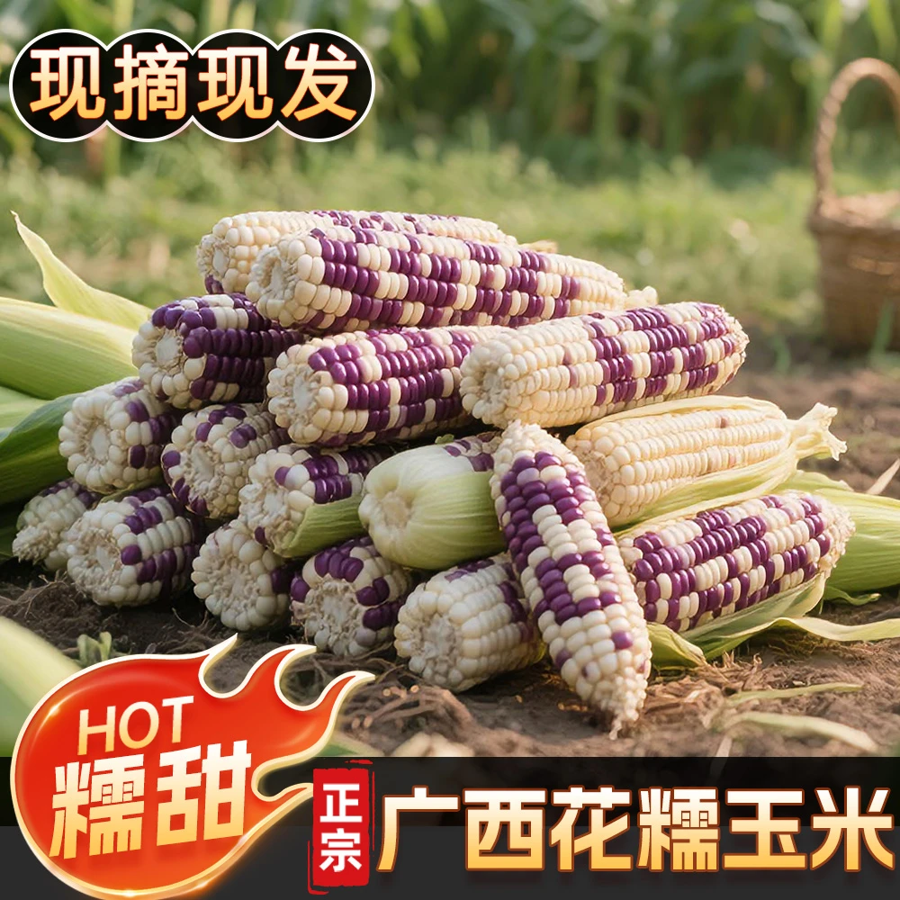 广西花糯玉米新鲜小花糯早餐代餐玉米棒低脂现摘农家玉米包谷包邮