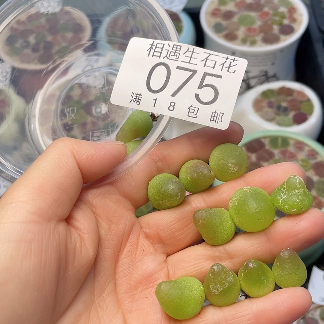 相遇开播福利075