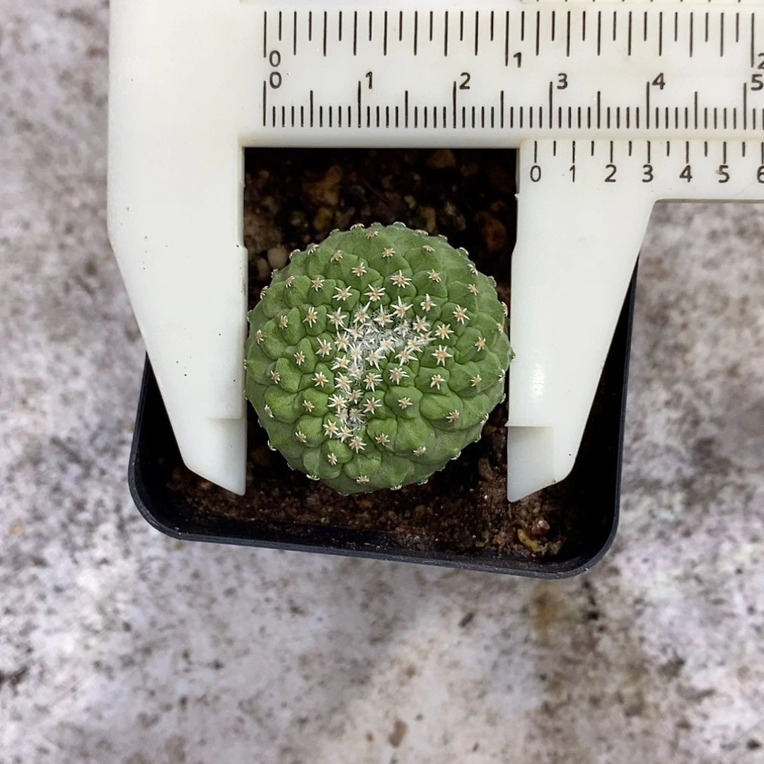 实生菊水缀一物一拍