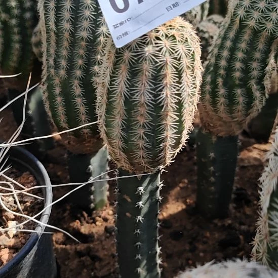 皇冠虾秀普嫁接福721