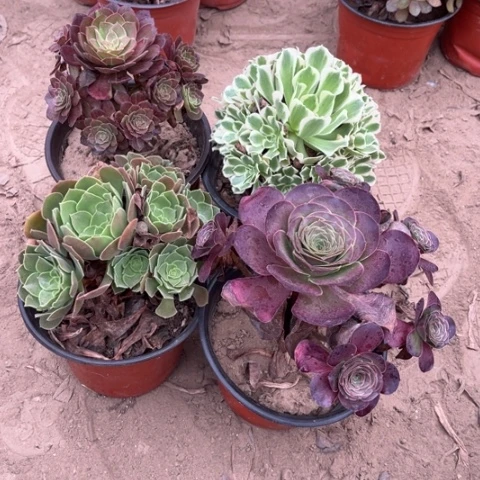 023多肉植物组合,