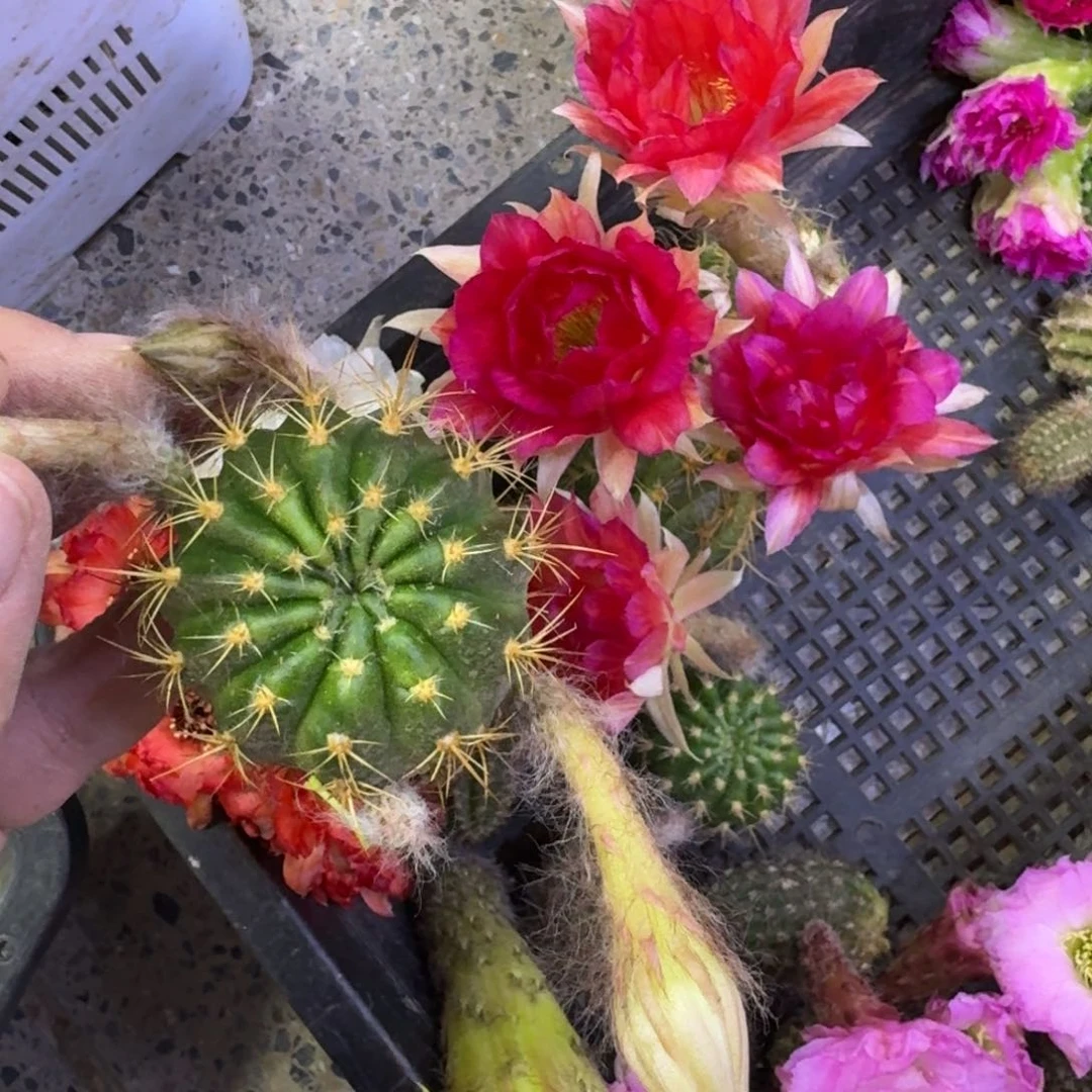 338丽花A107歪无根侧牙3公分左右，20包邮