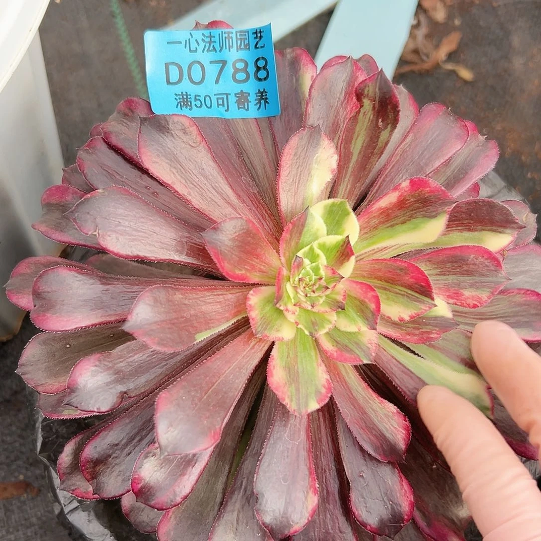 多肉植物多肉植物788