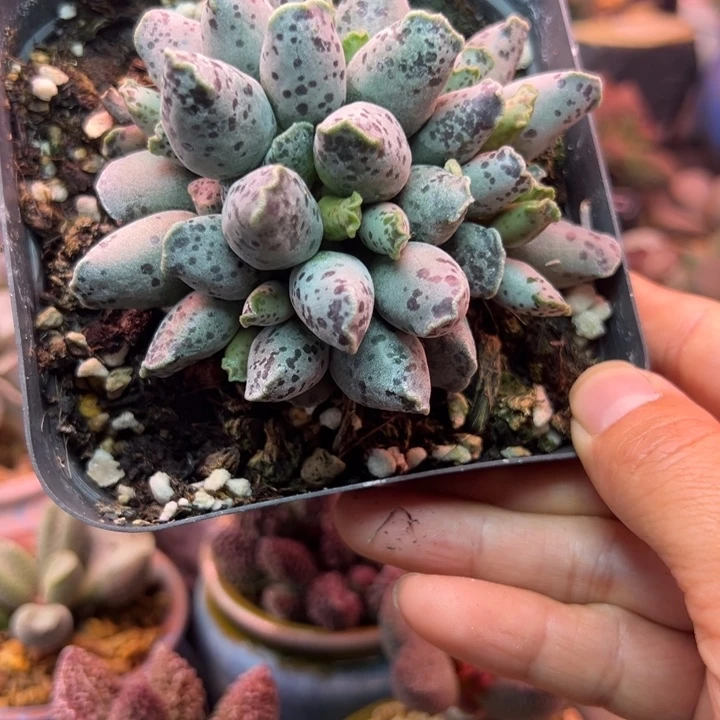 吉祥如意等人的故事中也