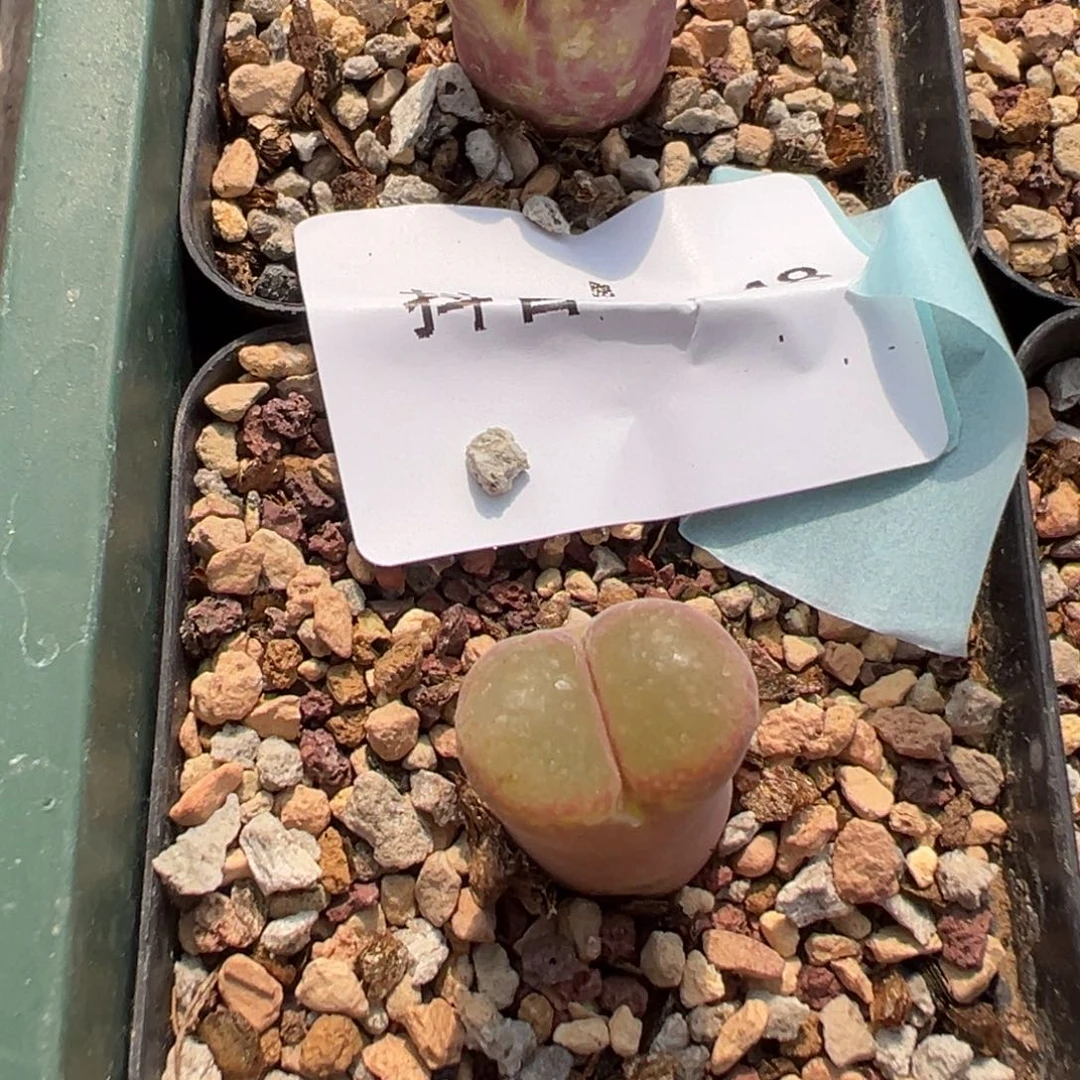 姬**君26-48肉锥多肉植物，