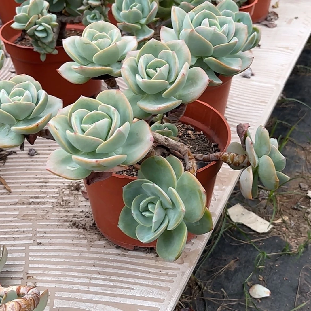 【闪购商品】无花朵用****0