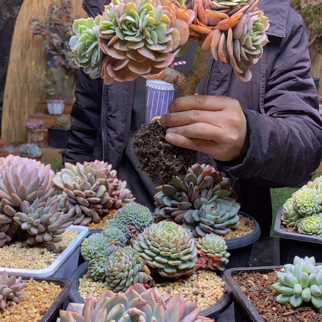 6****6182号白雪公主缀