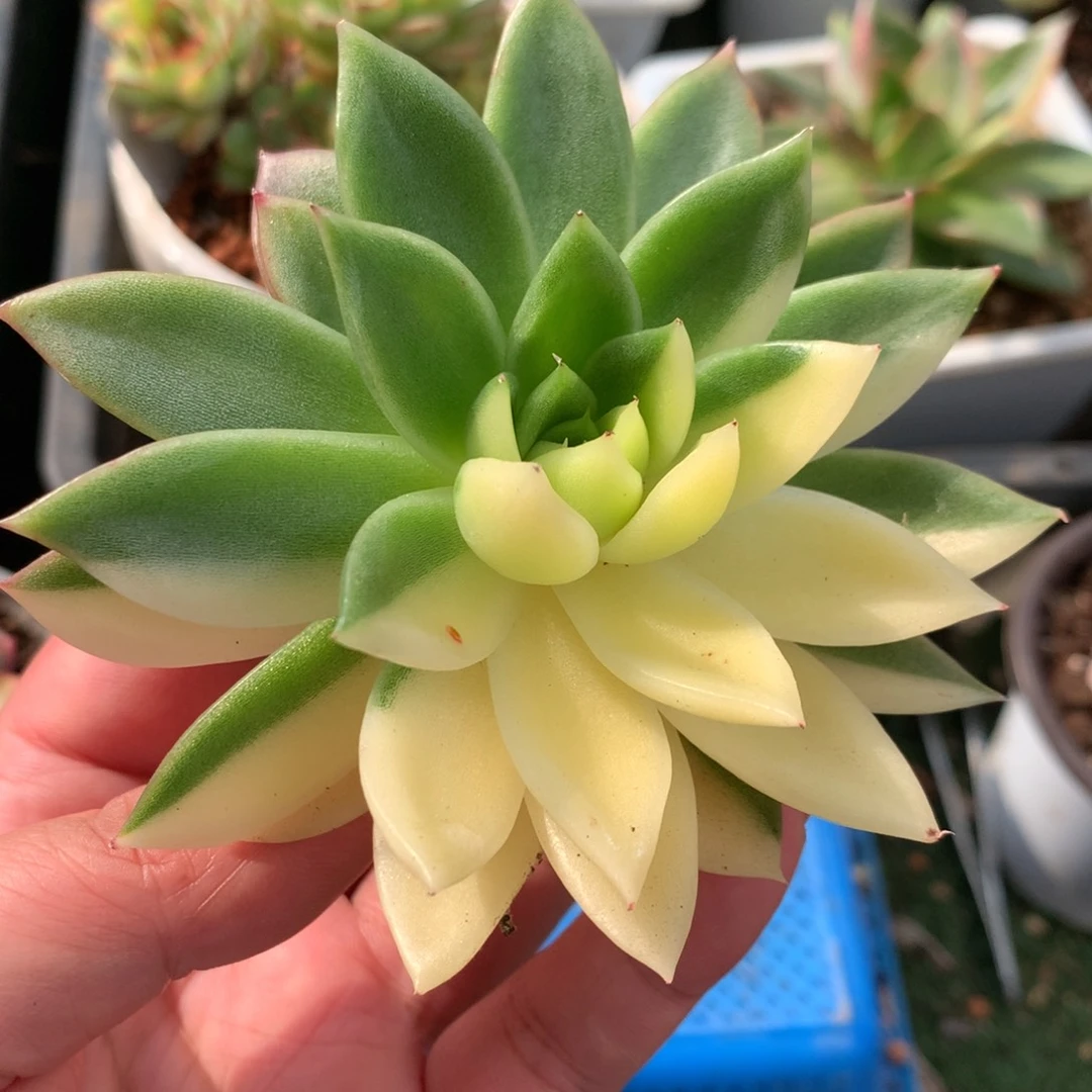 阴阳锦姐姐姐姐姐姐