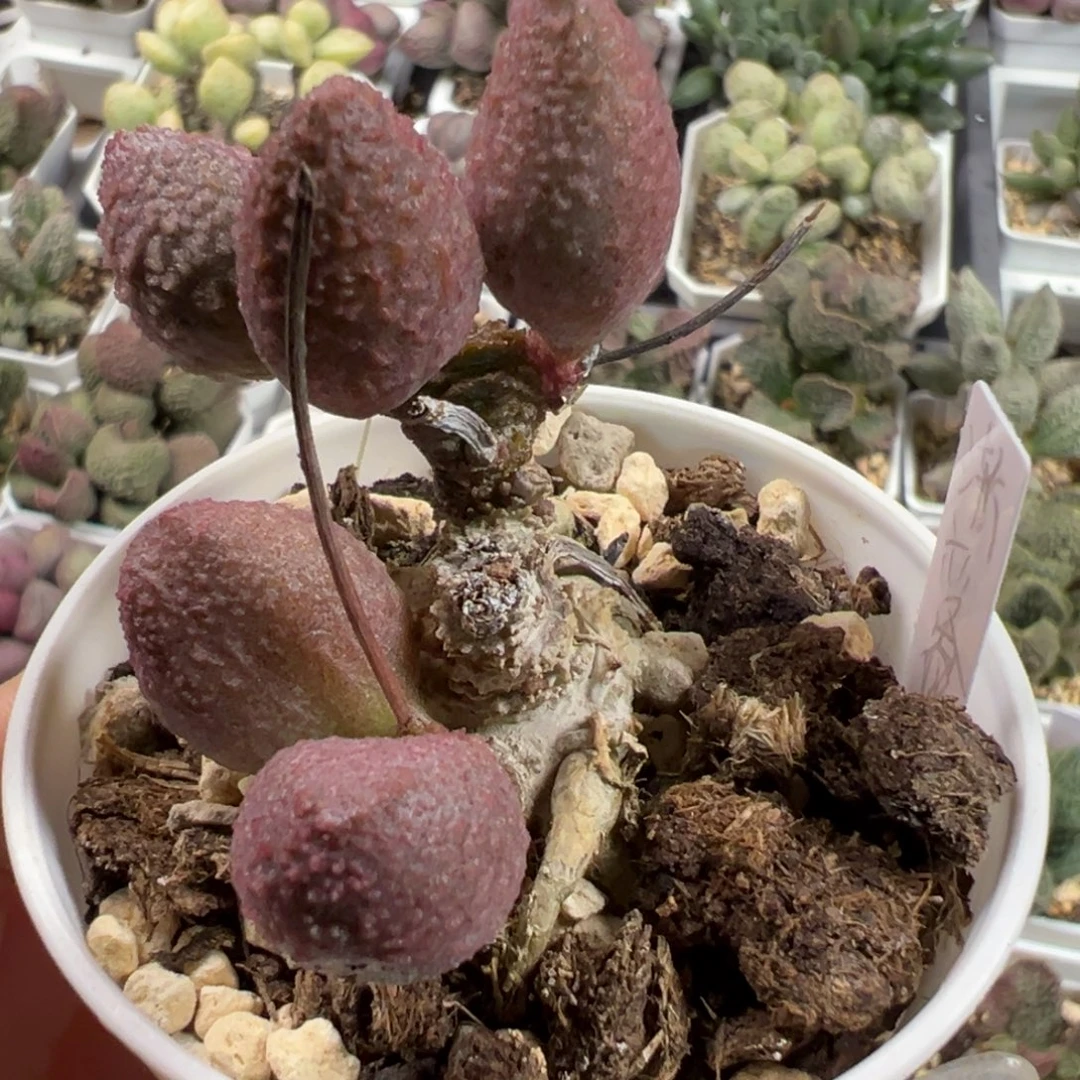 渐变色哈默多头纯木质桩多肉植物