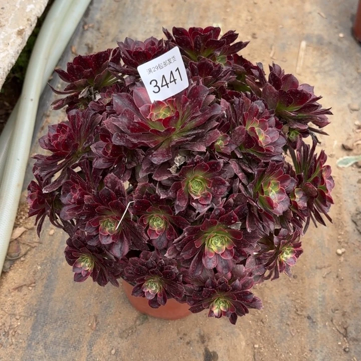 安娜锦多肉法师3441