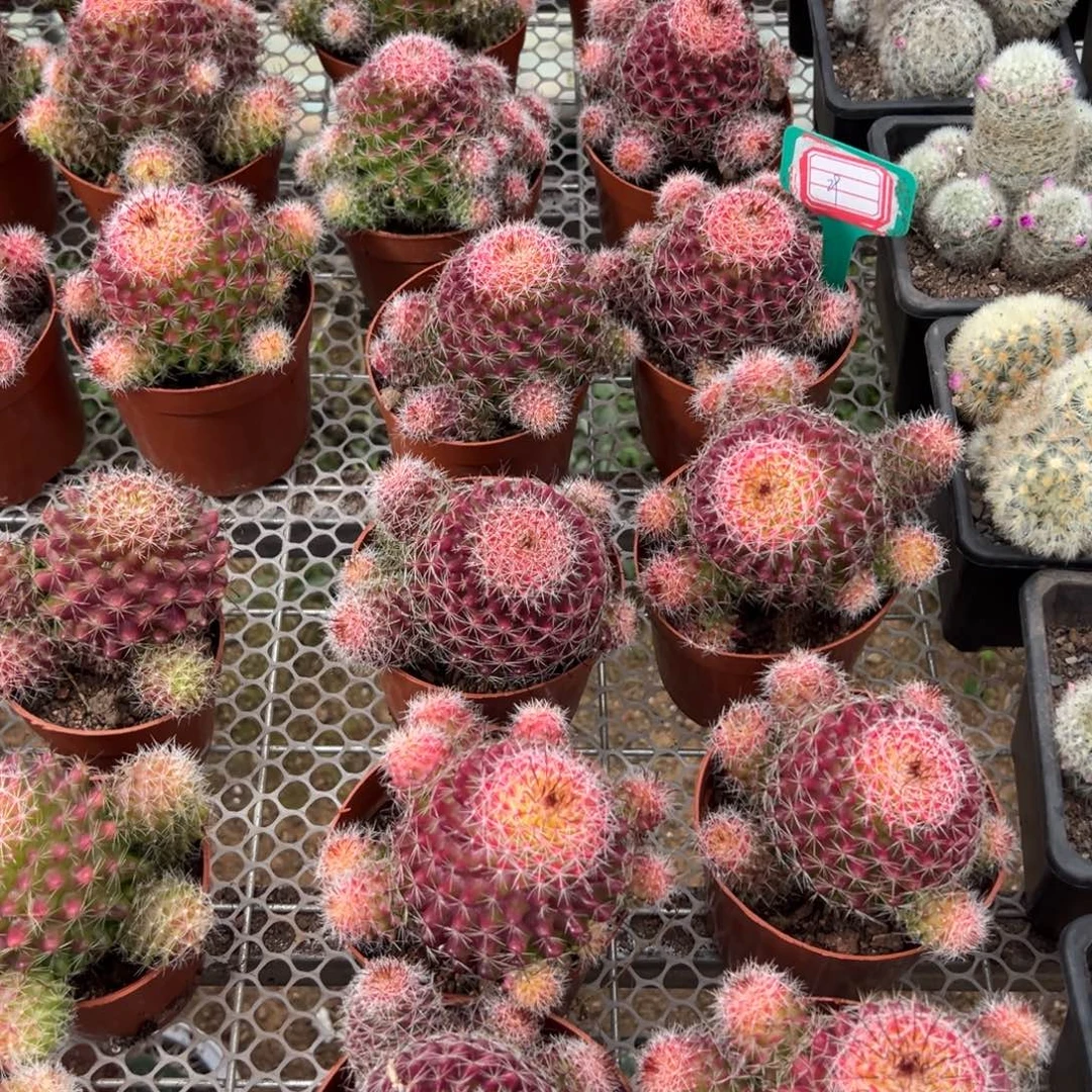 红娜丸随机一颗。