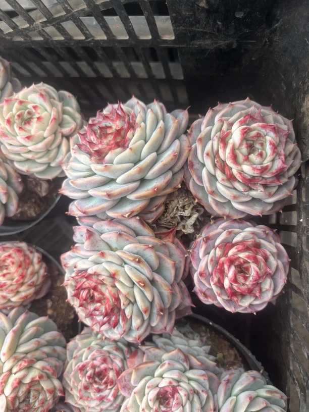 群生天鹅绒，四头起发货