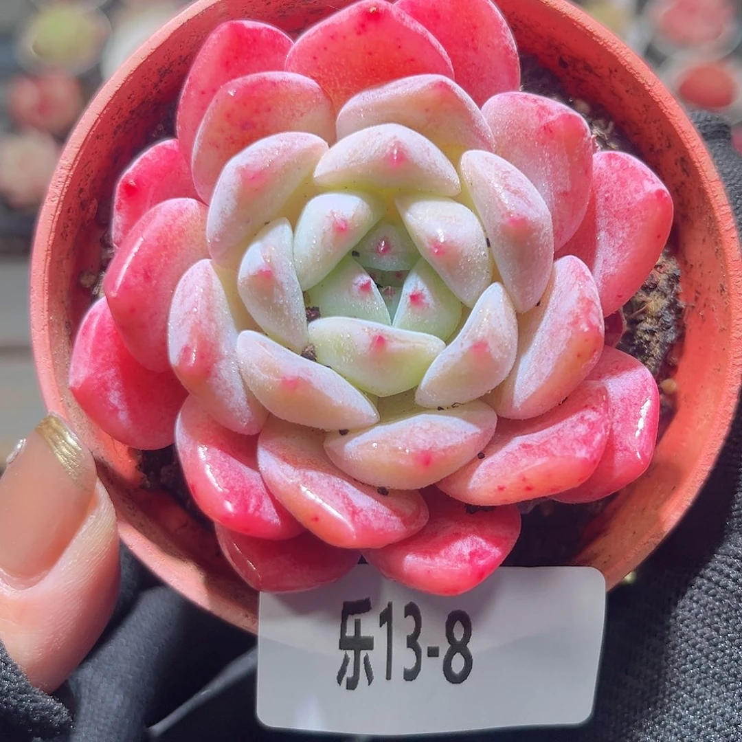 乐13-8 冰糖单头