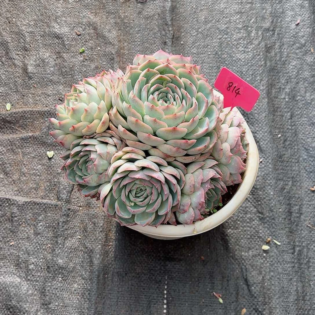 卢**丫814侧影多肉植物