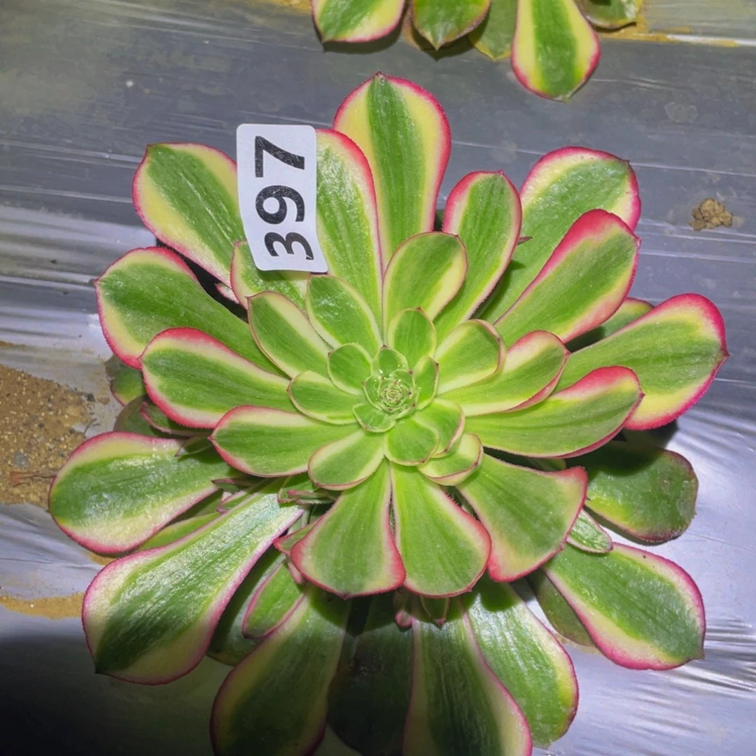 半糖多肉植物多肉397