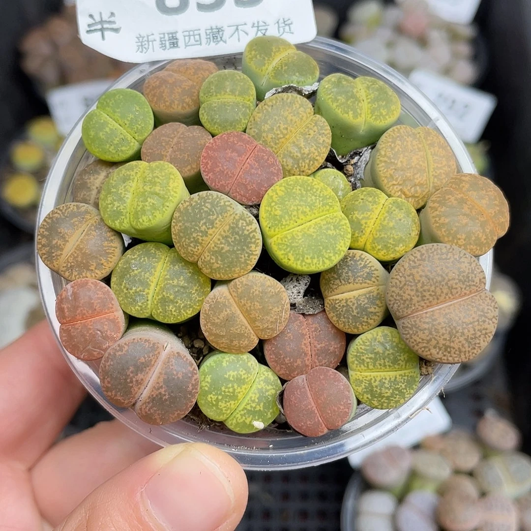 853000000花花花路啊花花