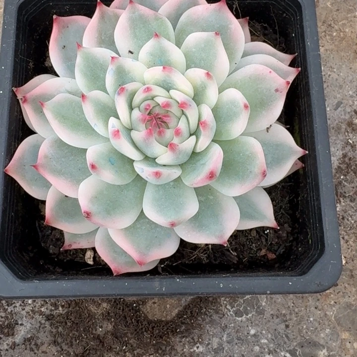 吉娃娃锦一物一拍