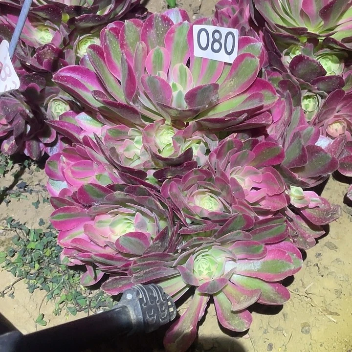 Z*多肉植物法师80香妃