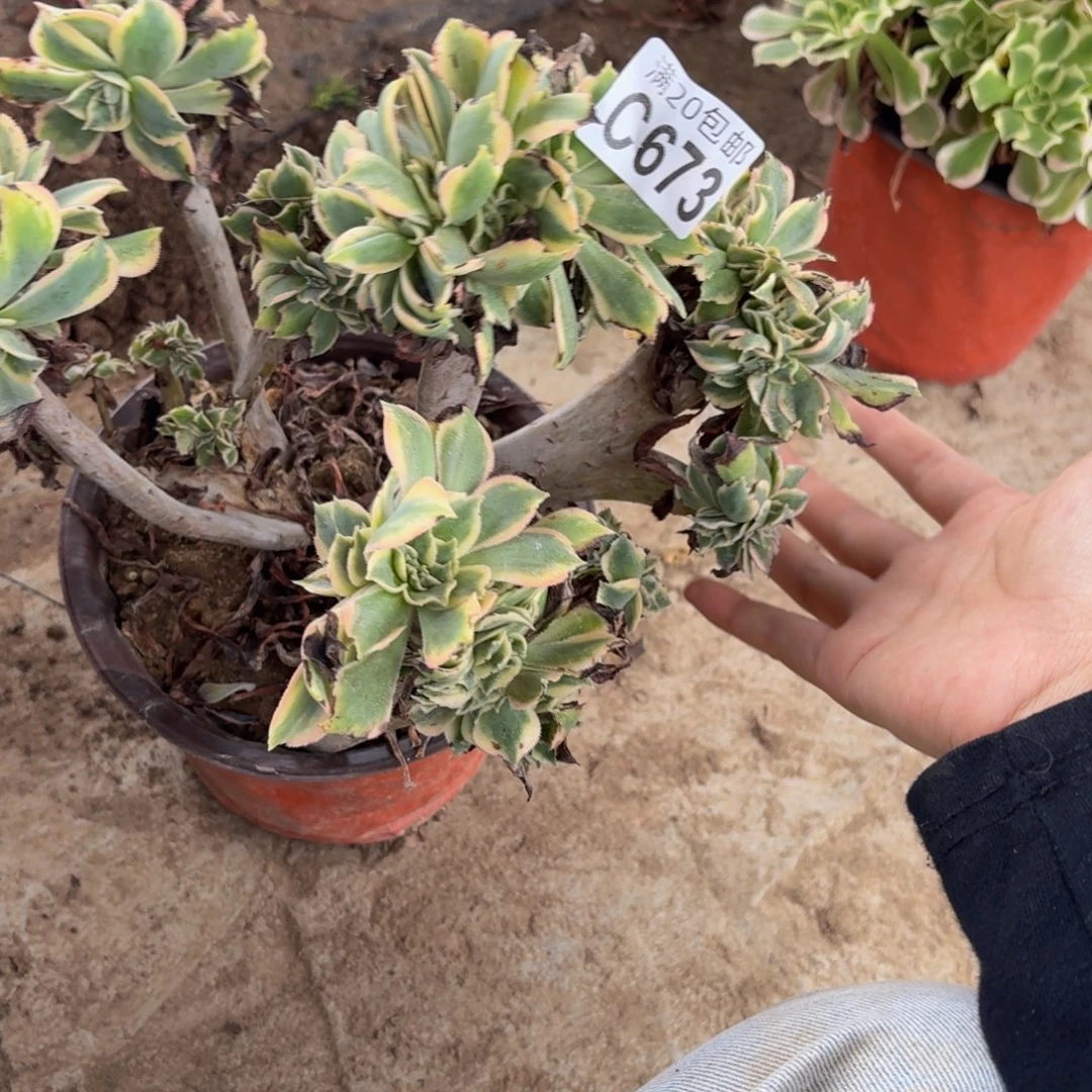 673多肉植物捧花的