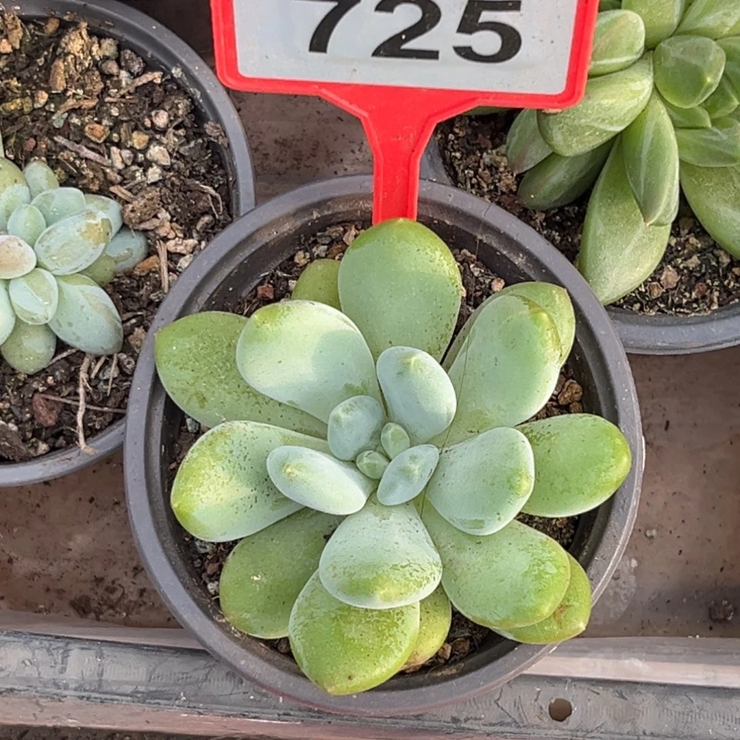 多肉植物法力达725