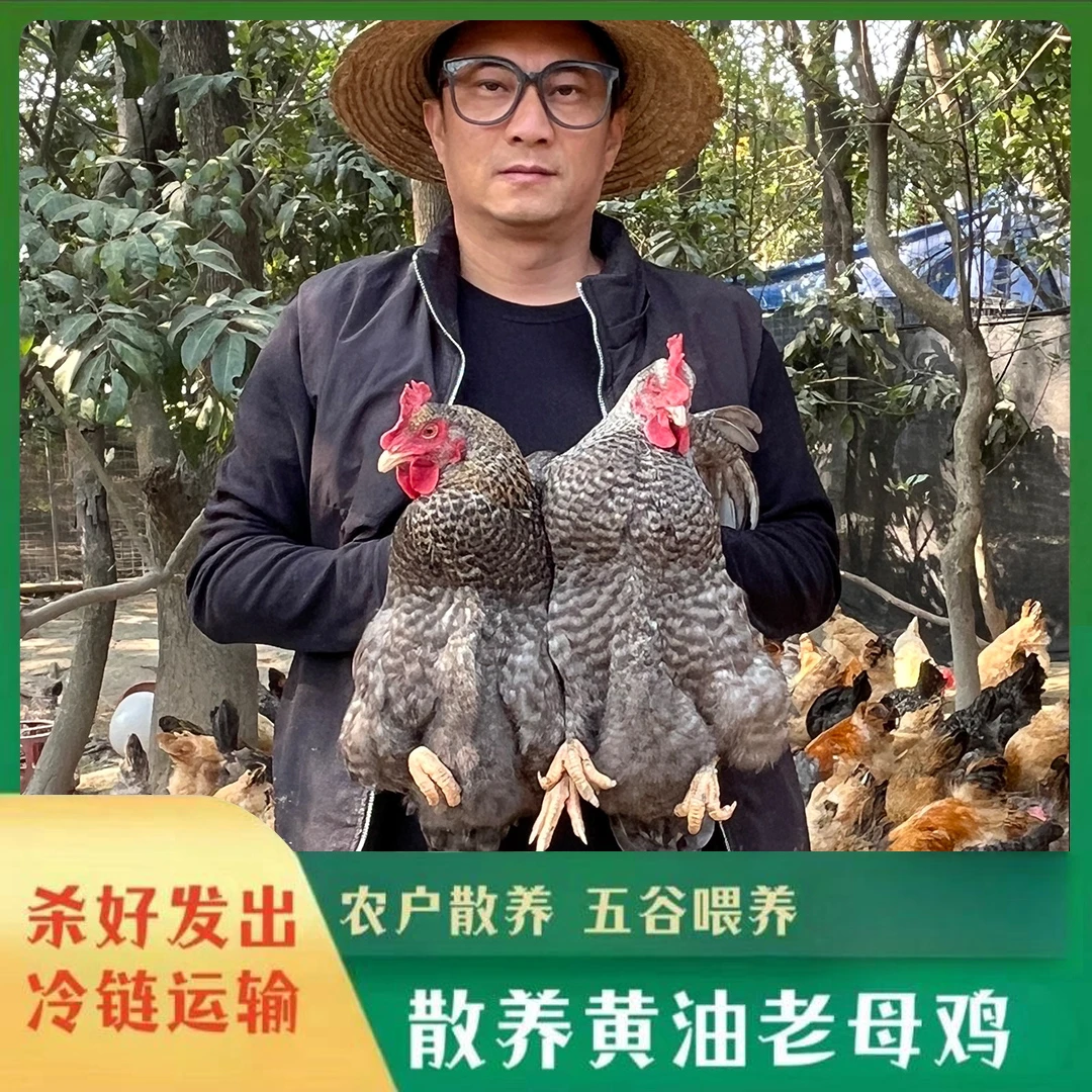 放养500天芦花鸡老母鸡 发2只净重共4斤 带内脏