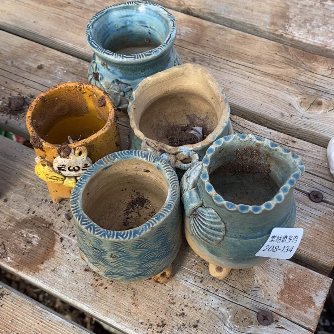 134号五颗多肉盆