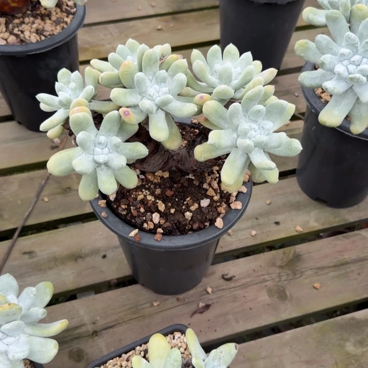 肖****拇指仙女杯多肉植物