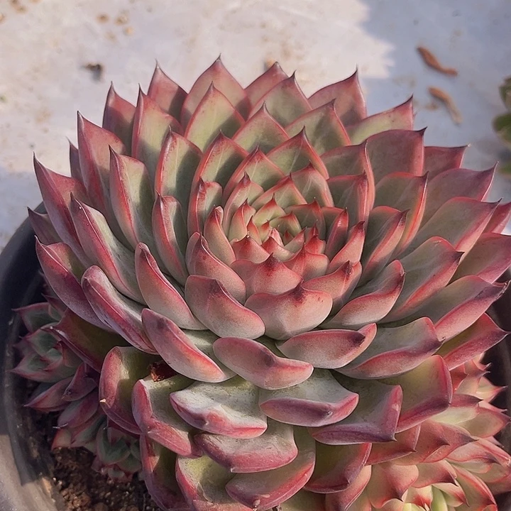 不知名0233多肉植物