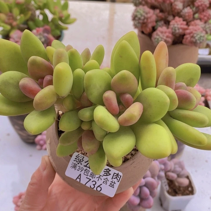 芒果奶13cm736多肉植物
