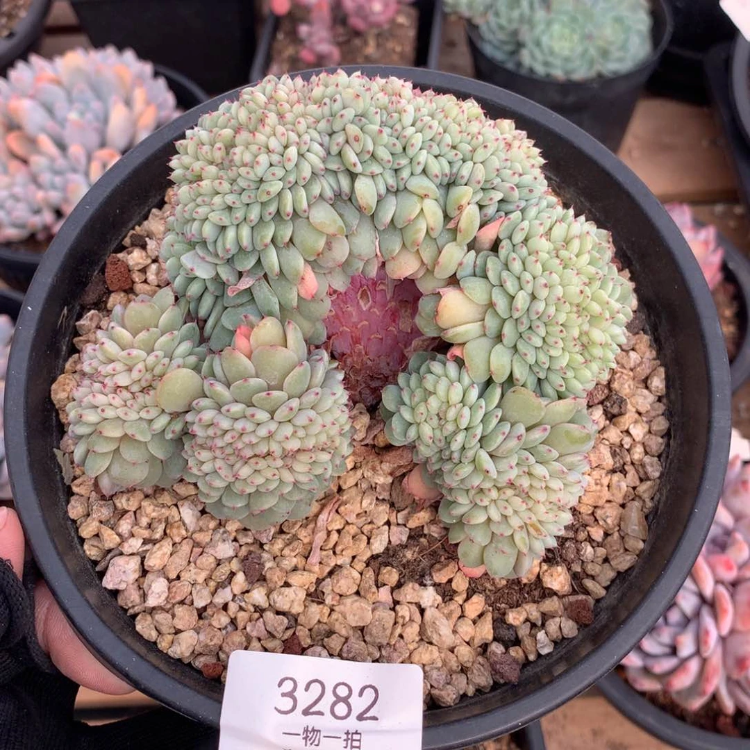 12厘米白胖子缀3282