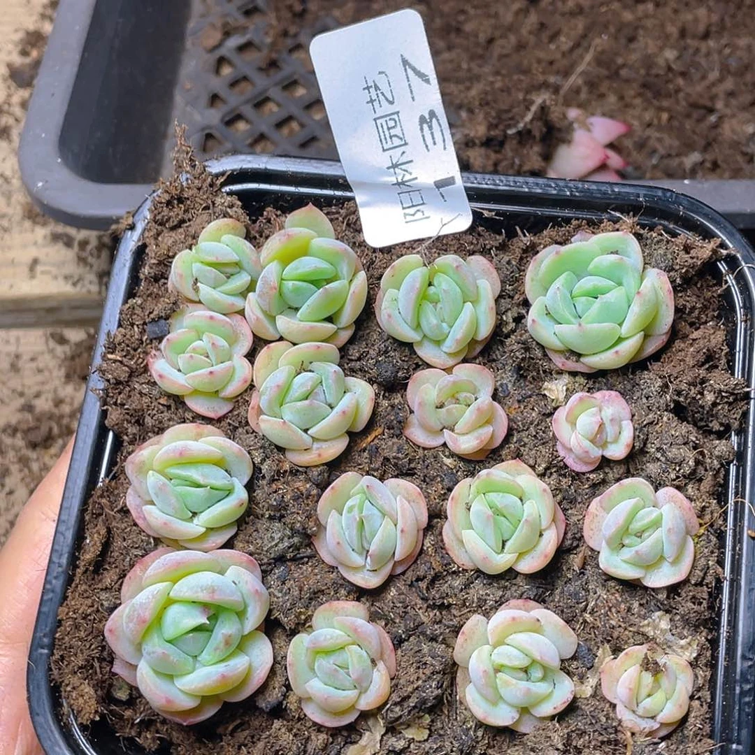 多肉植物多肉植物137