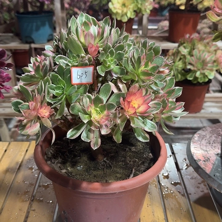 ᥫ****多肉法师不包损605