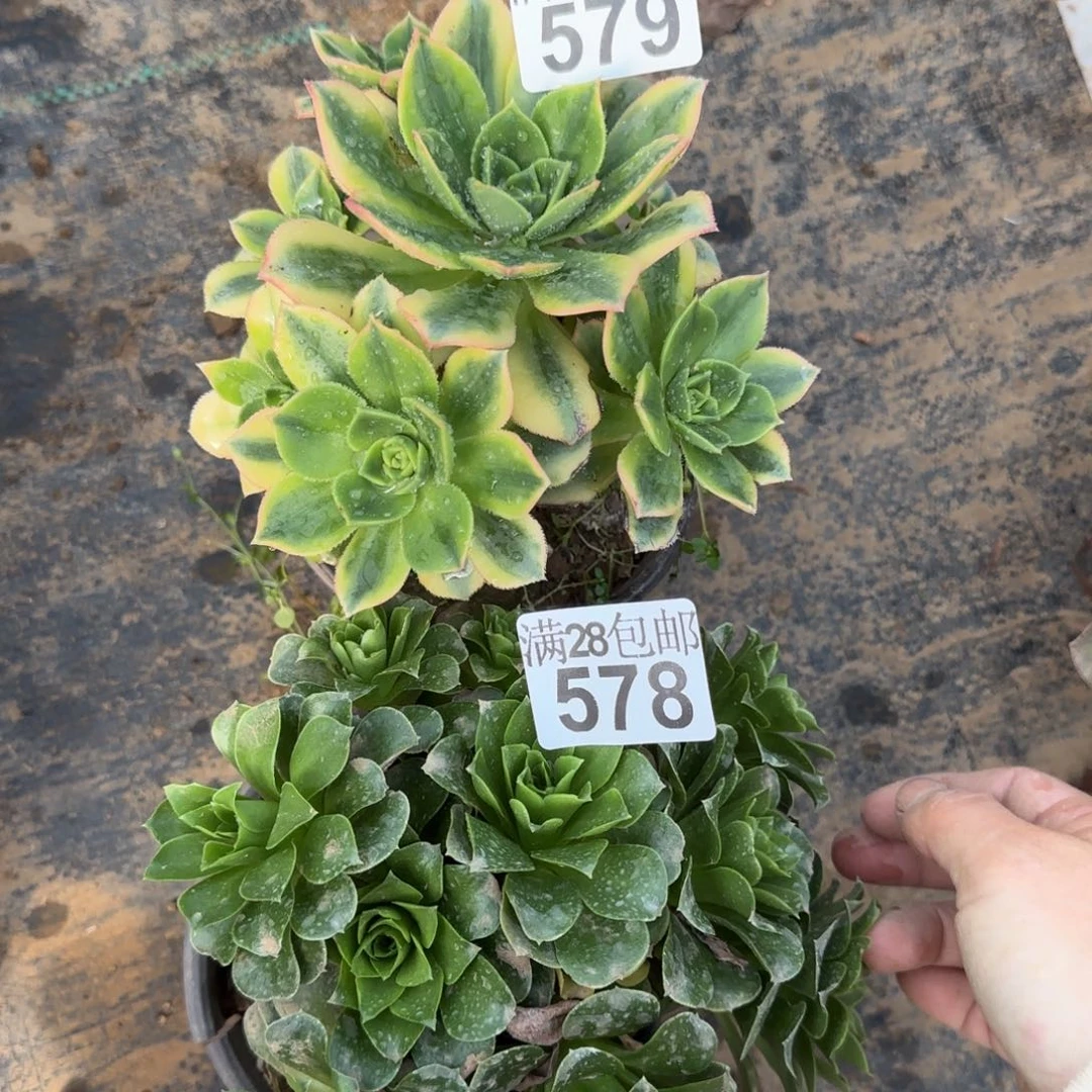多肉578+579满28包邮断枝不包