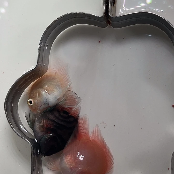 鹦鹉鱼胭脂河摩卡