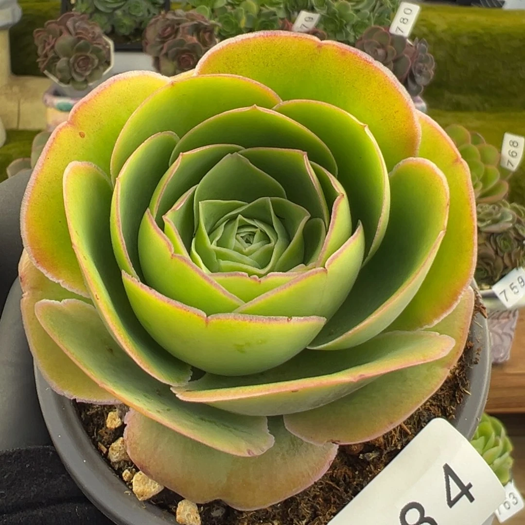 764果冻色粉边若桃8厘米