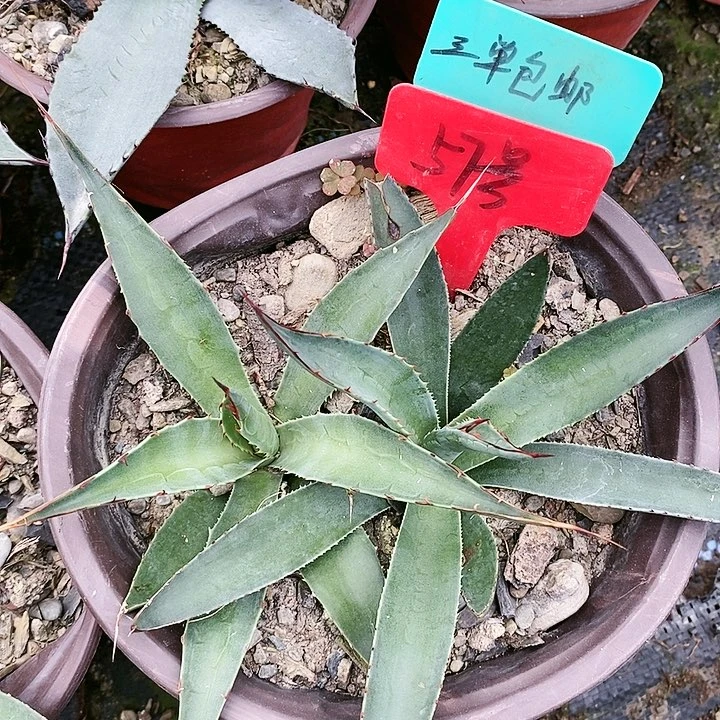 【闪购商品】无花朵龙舌兰佩罗霍利达