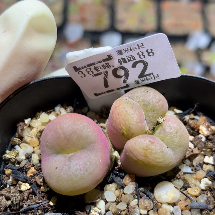 zzzz zzz好喜欢792