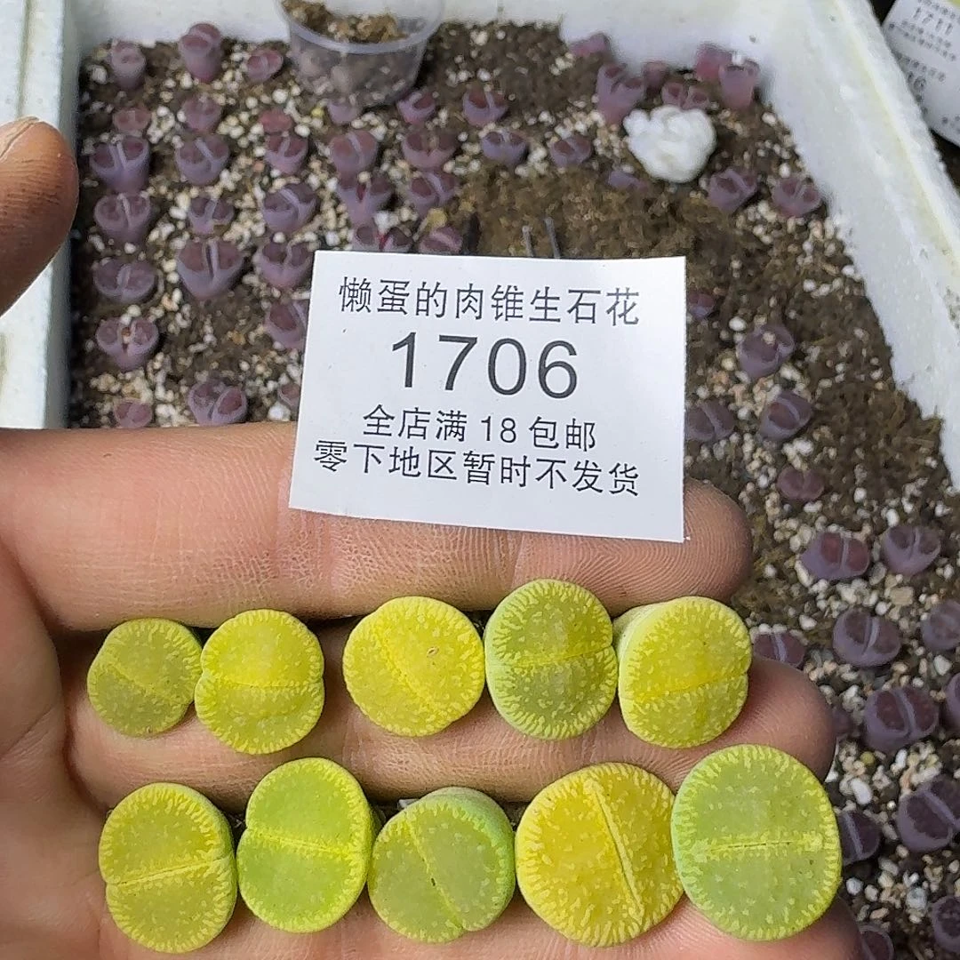1706 哈哈哈哈哈哈哈哈哈哈