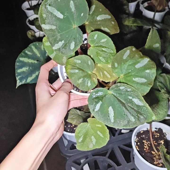 丝型秋海棠一物一拍