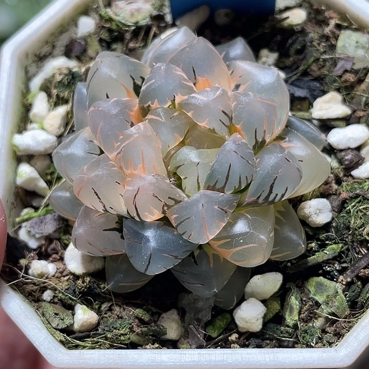 591完美水中月锦亚母本级别