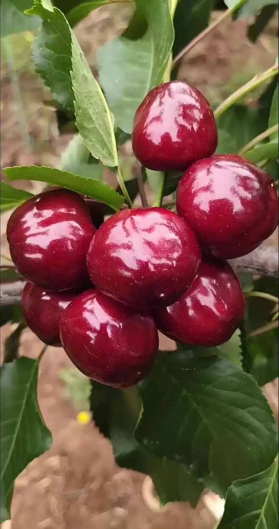 【品种苗】黑珍珠花卉绿植盆栽地栽大型绿植花卉