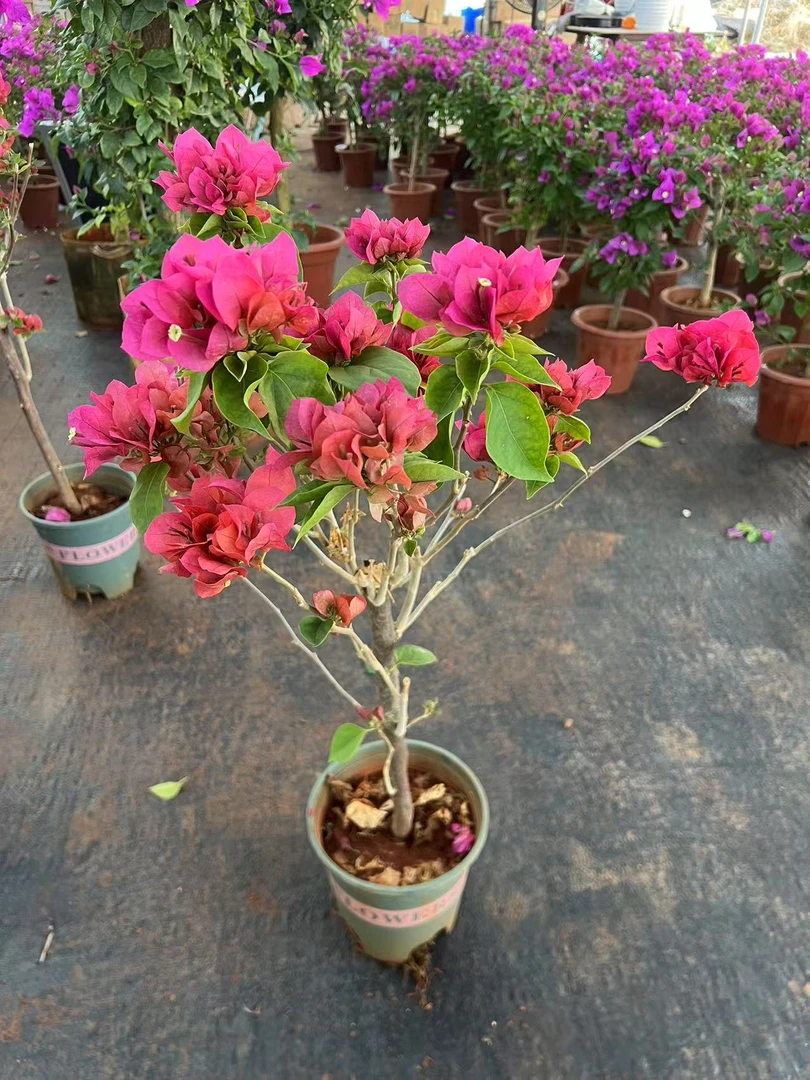 中国红 三角梅 运输途中落花落叶属于正常情况 介意勿拍