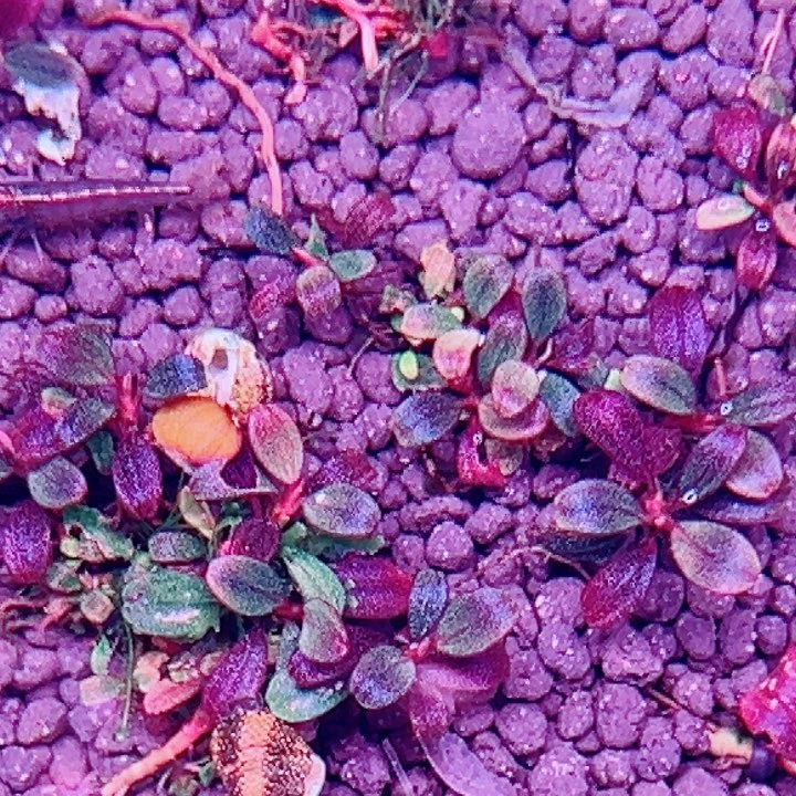 无花朵福利辣椒榕12玉